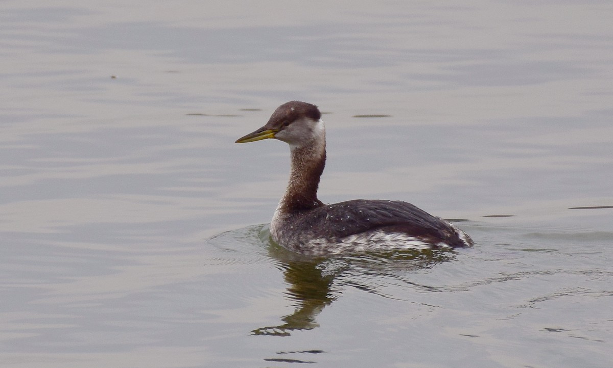 Red-necked Grebe - Todd Hooe