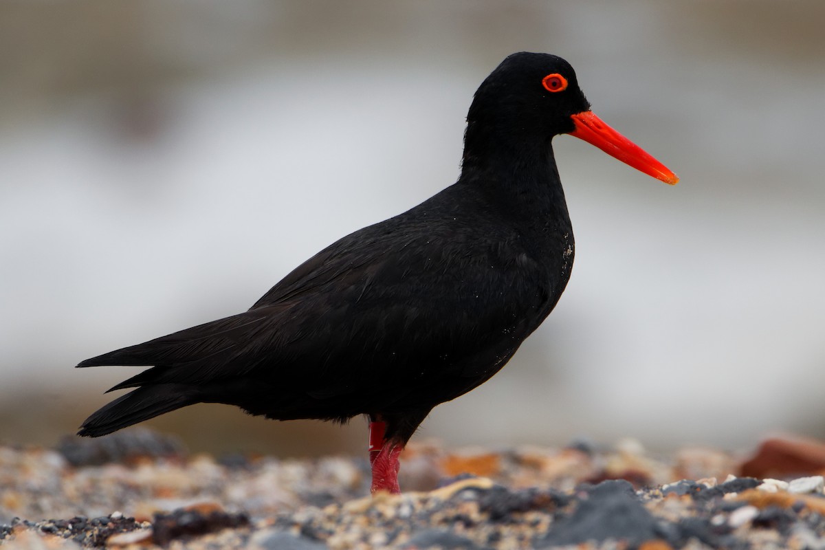 African Oystercatcher - Andrew Price