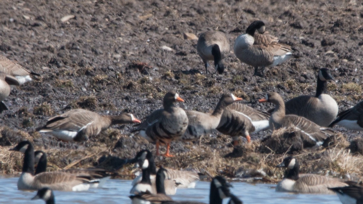 Greater White-fronted Goose - Joel Strong