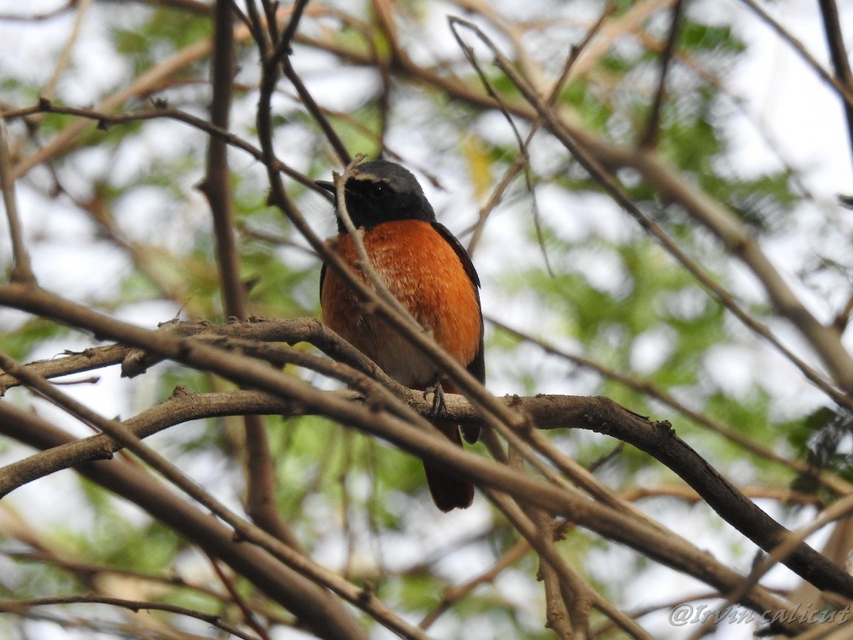 Common Redstart (Ehrenberg's) - Irvin Calicut