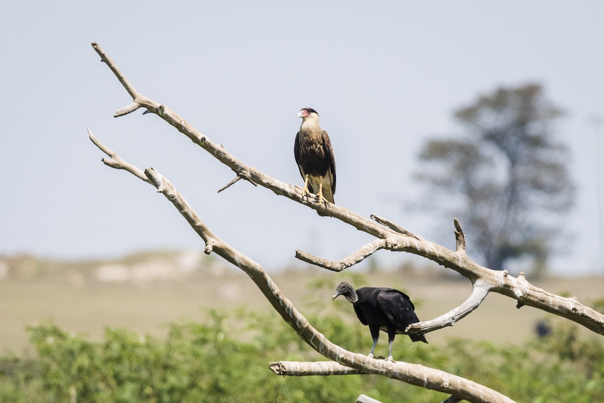 Crested Caracara (Southern) - ML90101941