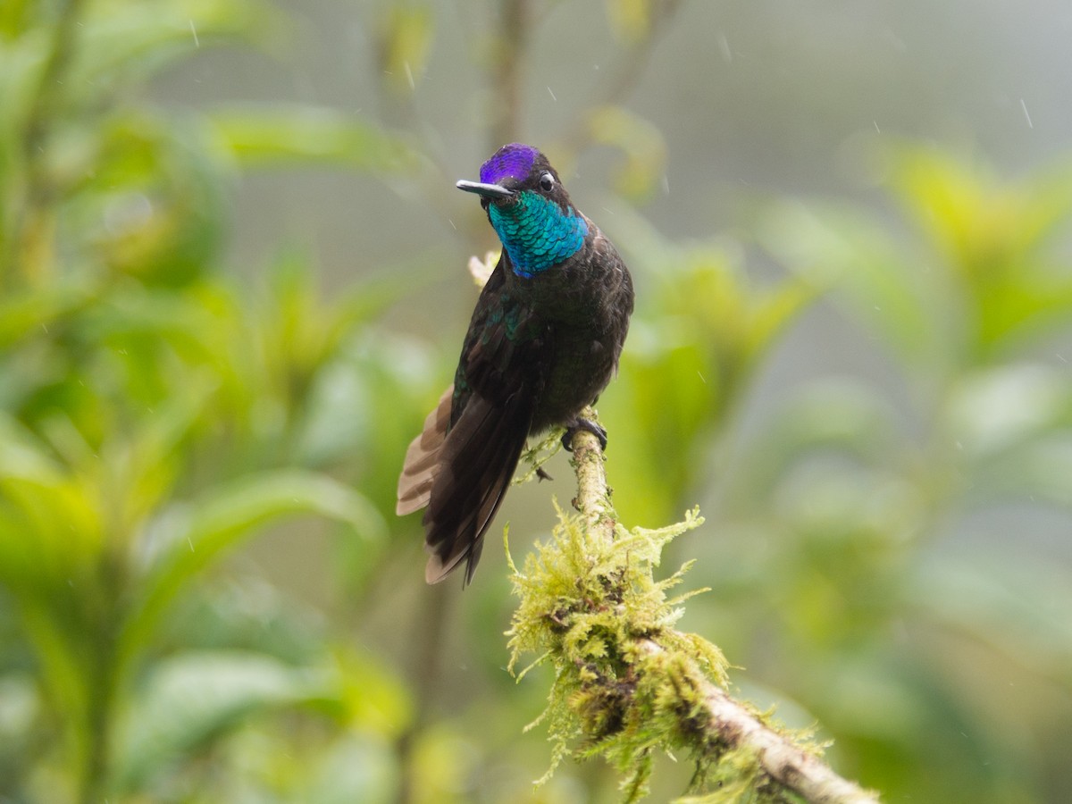 Talamanca Hummingbird - Randall Siebert