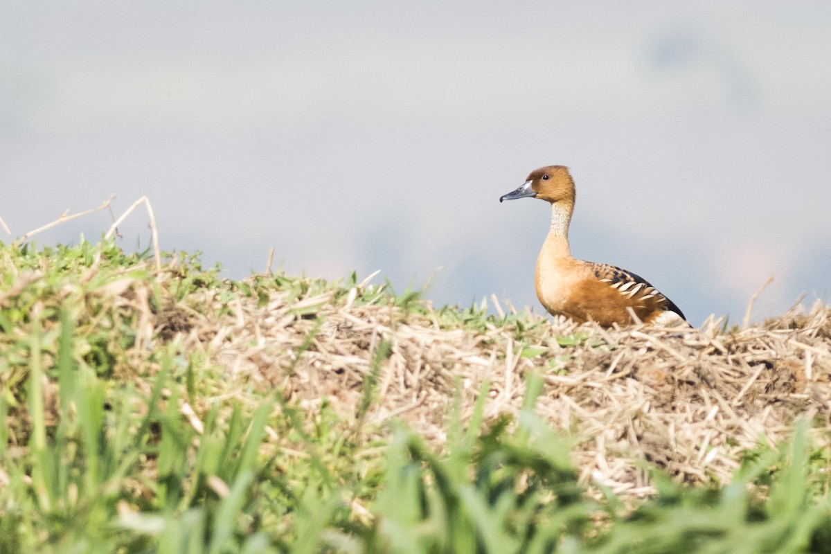 Fulvous Whistling-Duck - ML90103221
