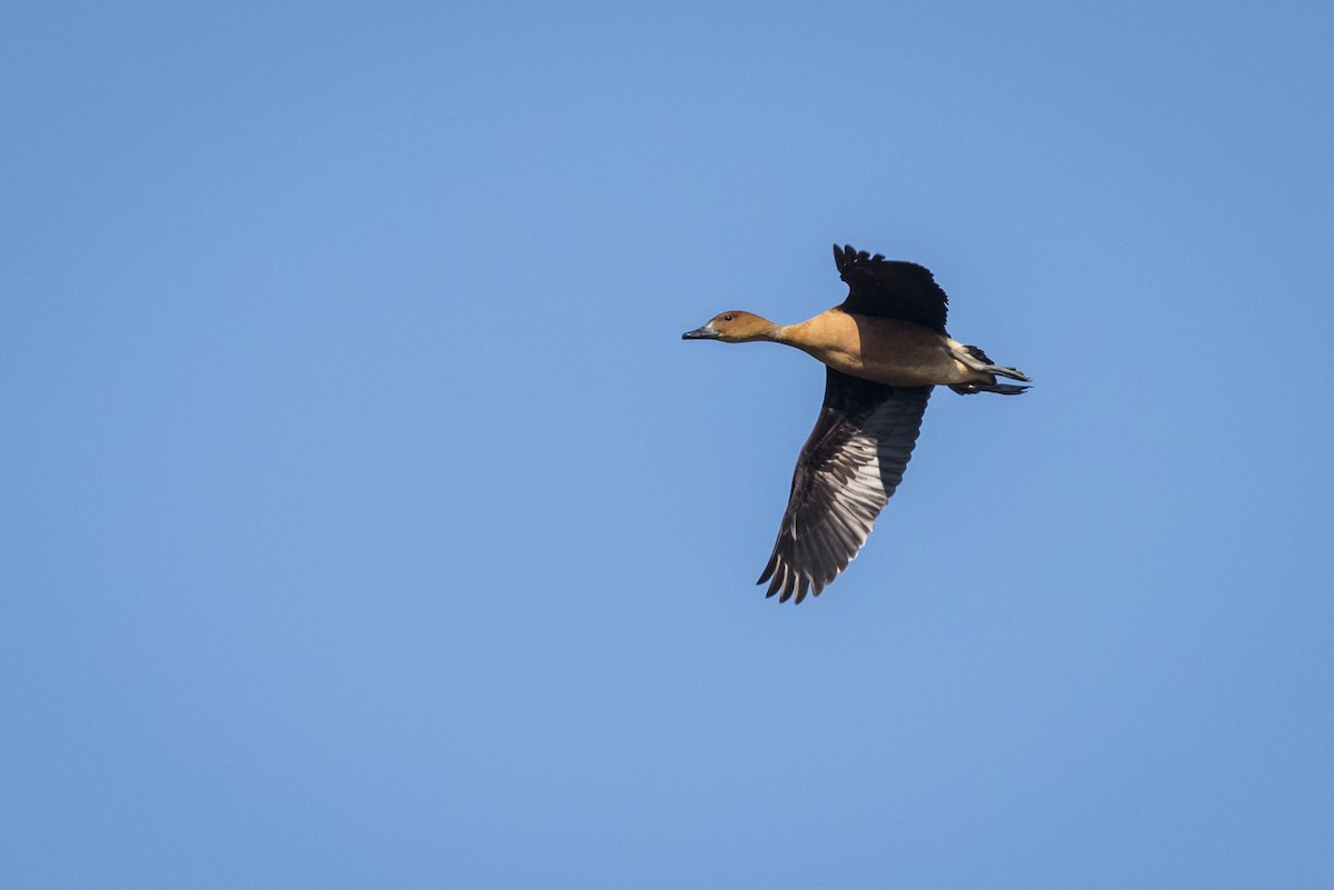 Fulvous Whistling-Duck - ML90103231