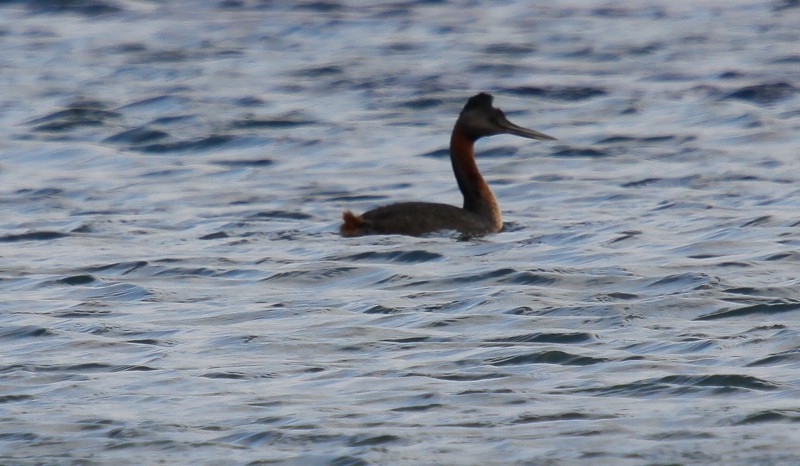 Great Grebe - Micky Reeves