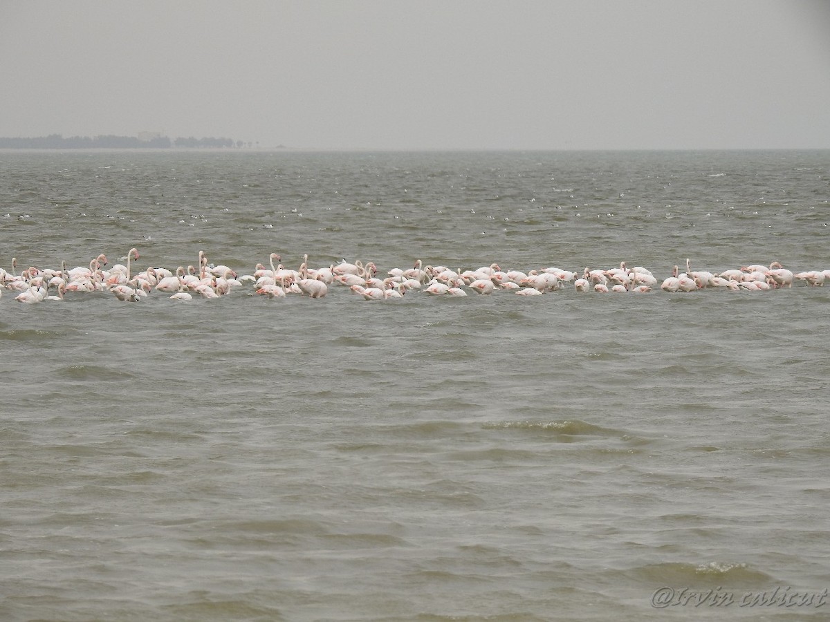 Greater Flamingo - Irvin Calicut