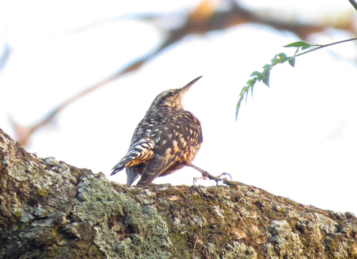 African Spotted Creeper - ML90116541