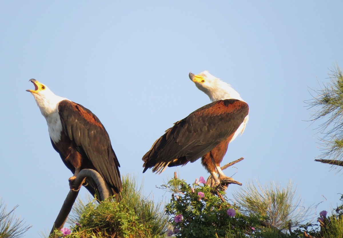 African Fish-Eagle - ML90116921