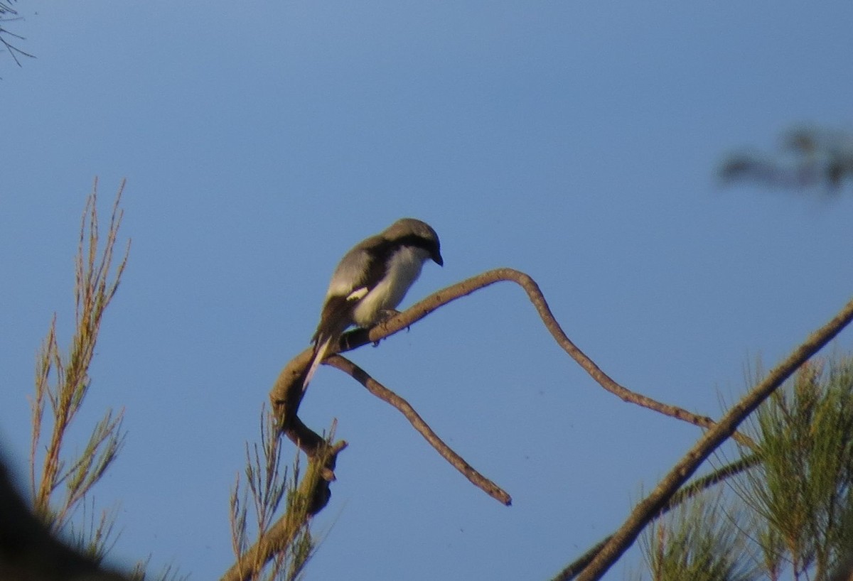 Gray-backed Fiscal - ML90117011