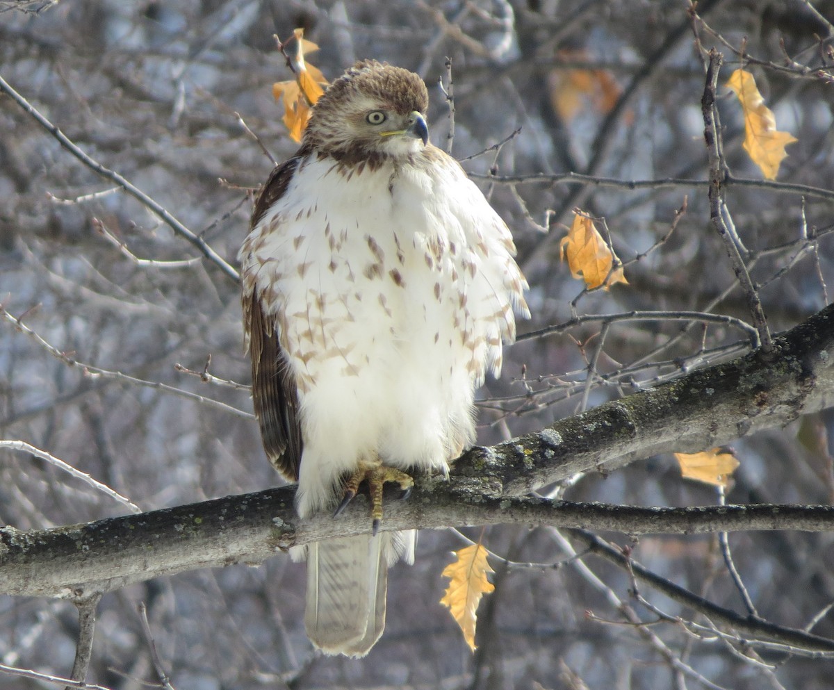Red-tailed Hawk - Maxime Aubert