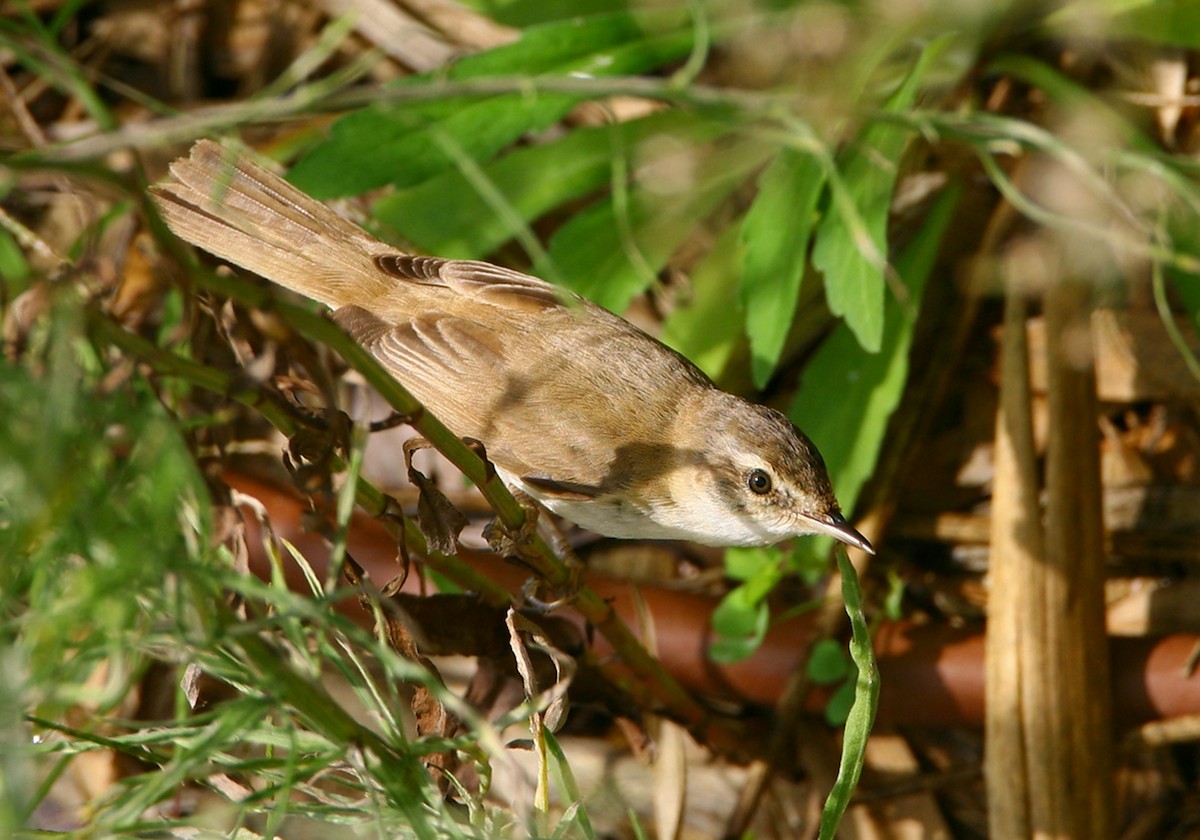 Paddyfield Warbler - Pedro Marques