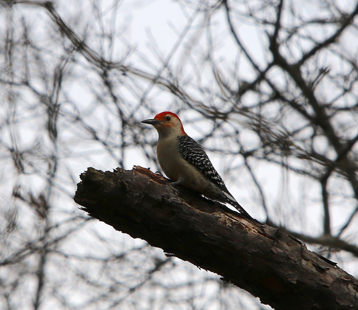 Red-bellied Woodpecker - ML90121711