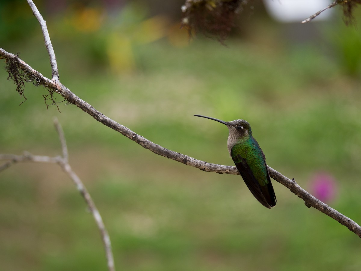 Talamanca Hummingbird - Randall Siebert