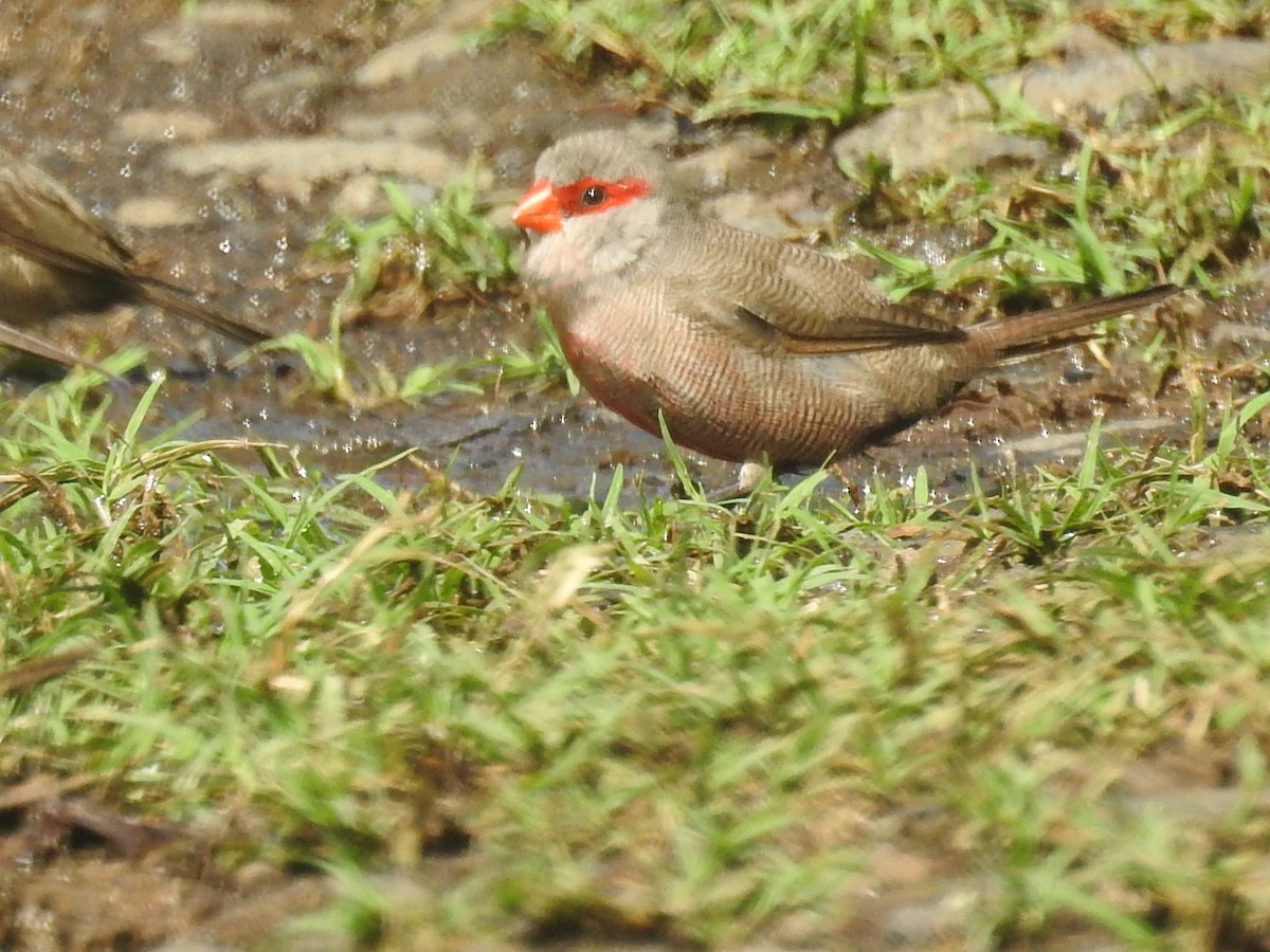 Red-browed Firetail - ML90124521