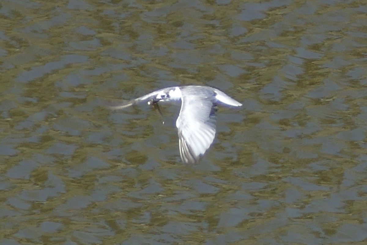 White-winged Tern - Peter Kaestner