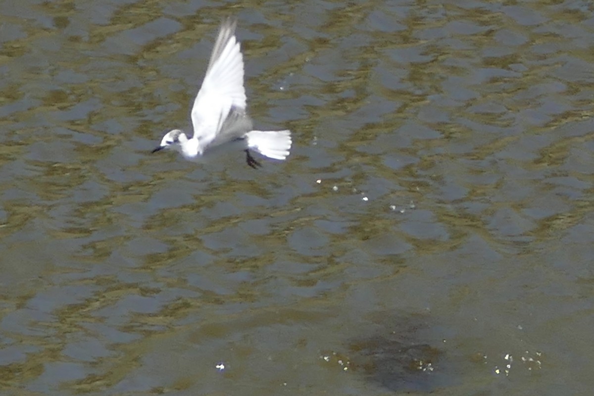 White-winged Tern - Peter Kaestner