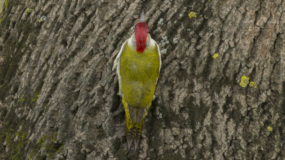Eurasian Green Woodpecker - Alper Tüydeş