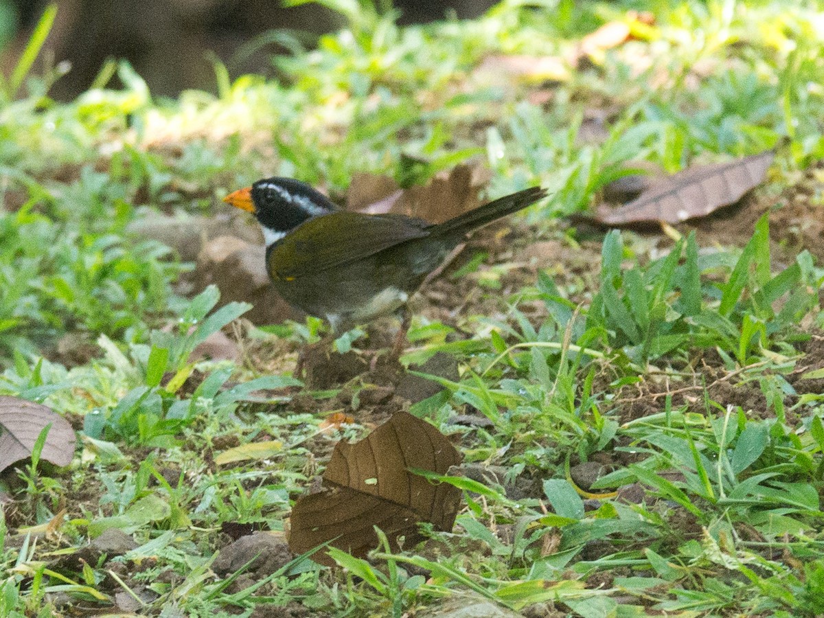 Orange-billed Sparrow - Randall Siebert