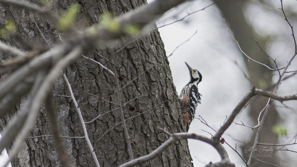 White-backed Woodpecker - Alper Tüydeş