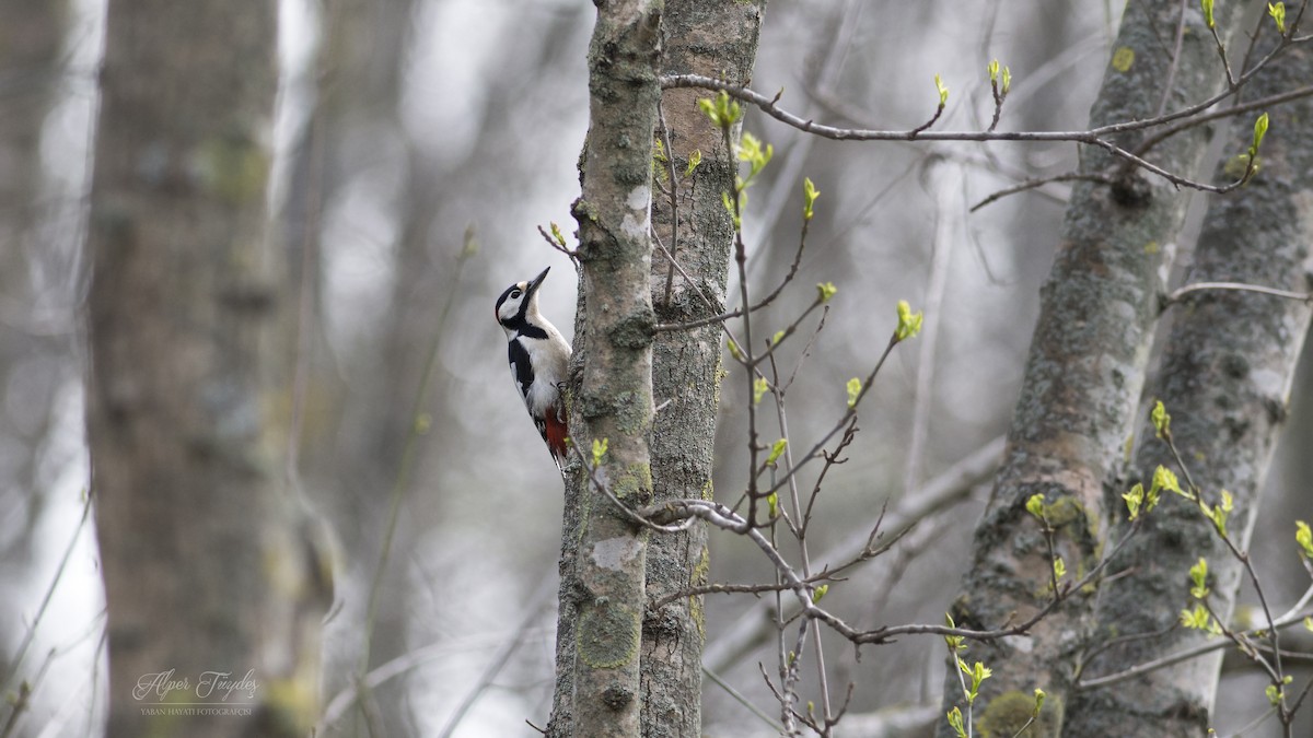 Great Spotted Woodpecker - Alper Tüydeş