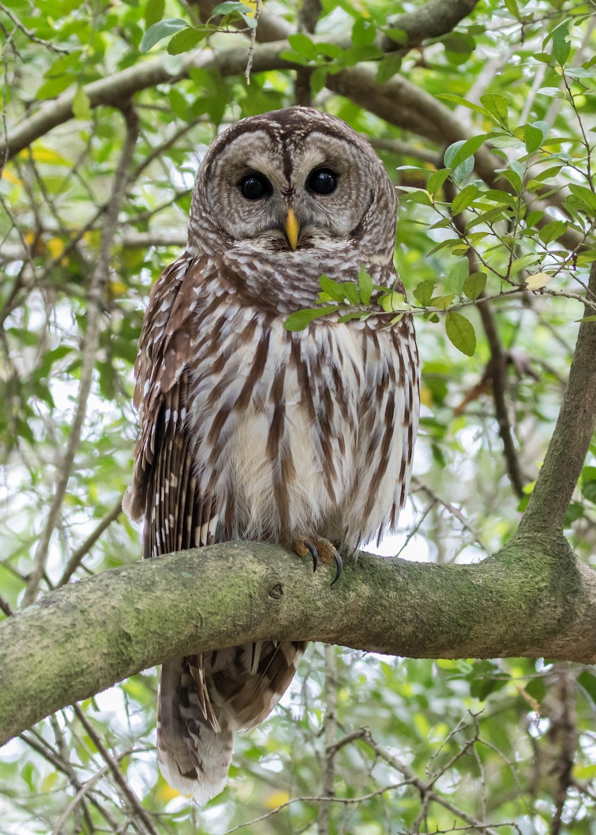 Barred Owl - ML90127861