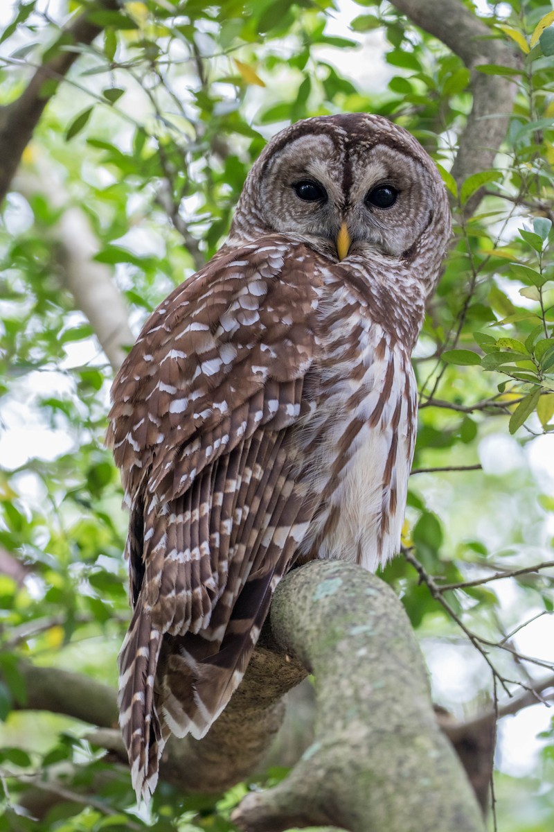 Barred Owl - ML90127871