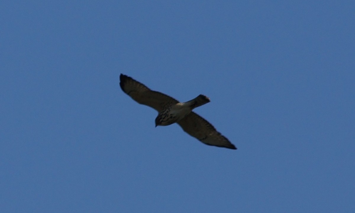 Broad-winged Hawk - ML90129031