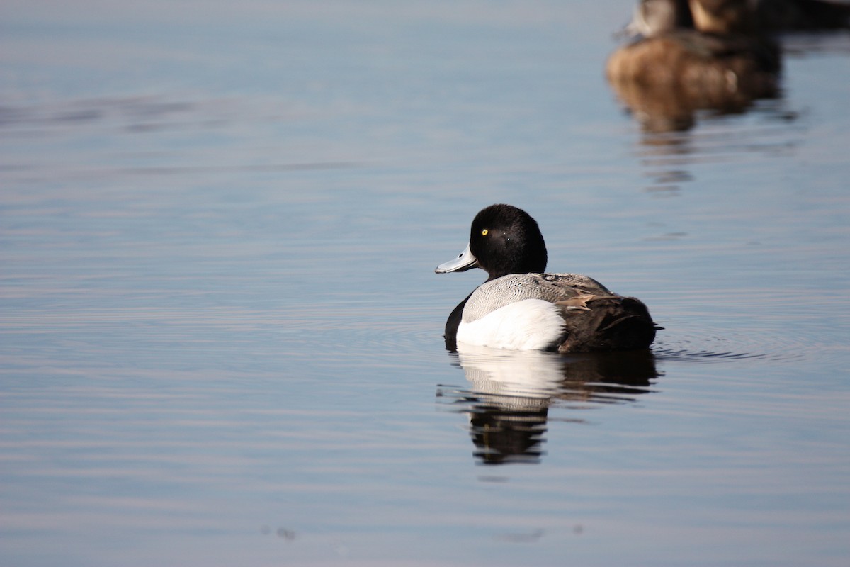 Lesser Scaup - Sharon Fronk