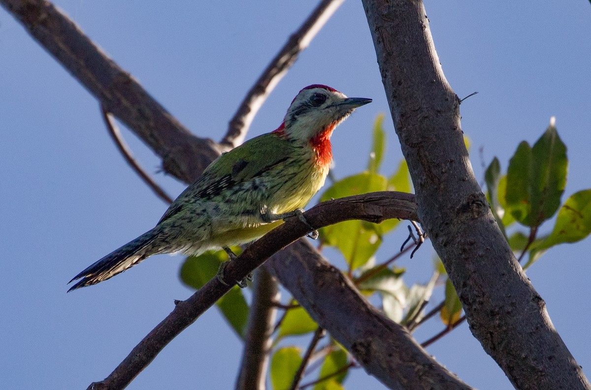 Cuban Green Woodpecker - ML90131681