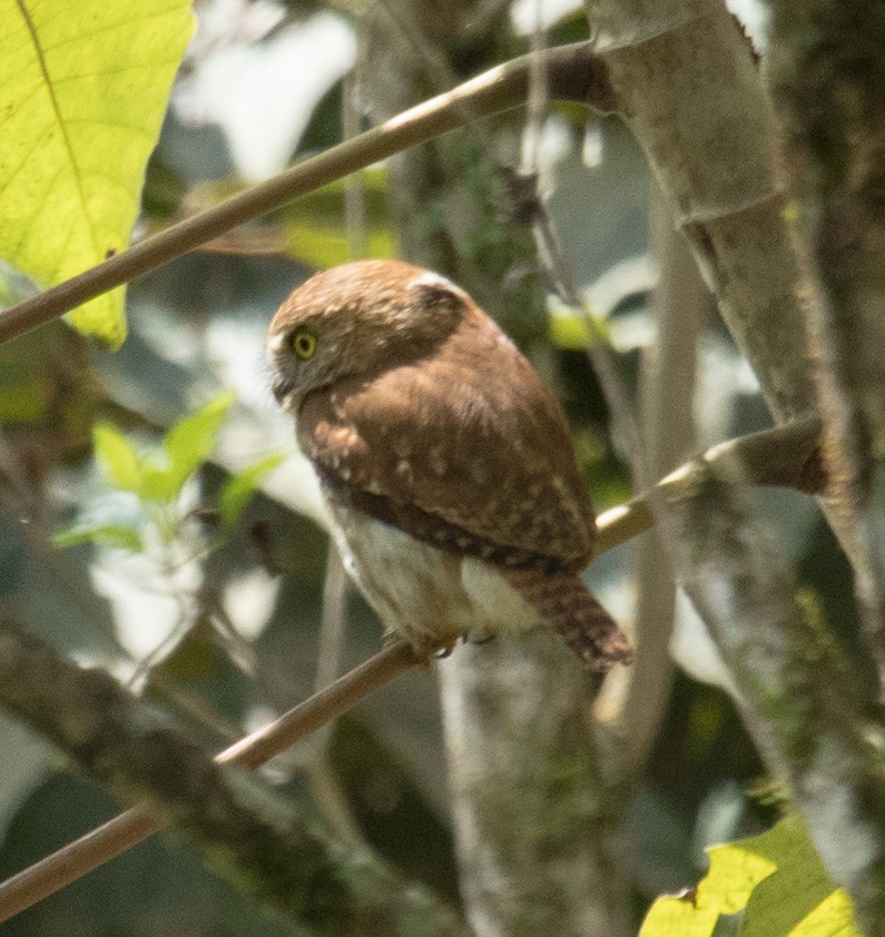 Ferruginous Pygmy-Owl - ML90134371