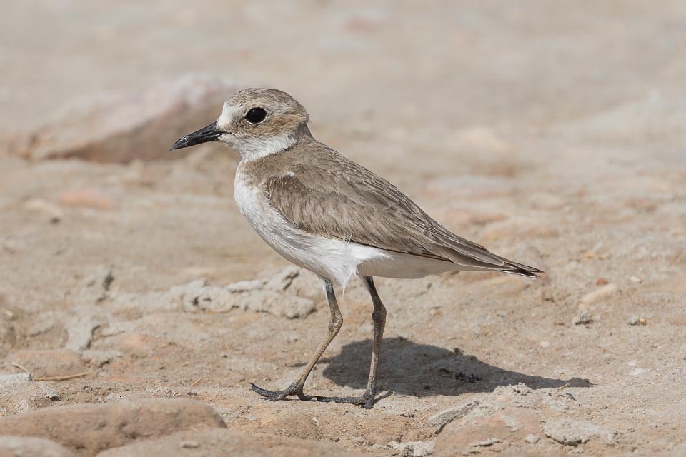 Greater Sand-Plover - James Kennerley