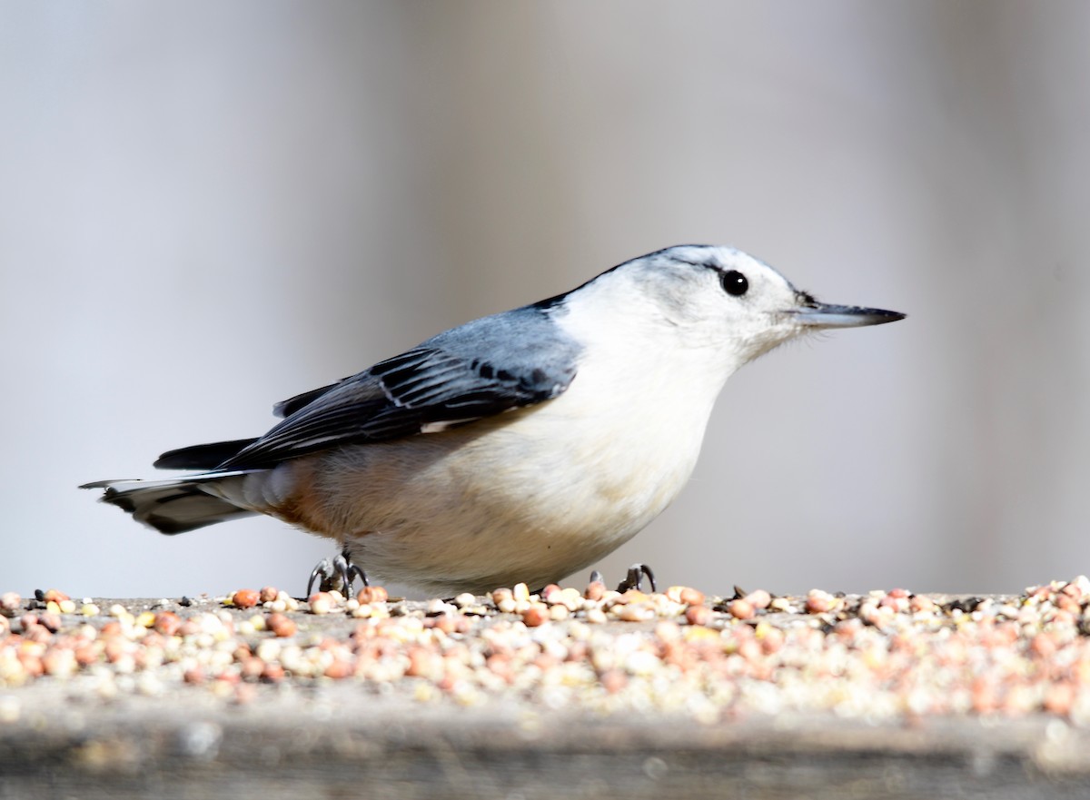 White-breasted Nuthatch - Moira Maus