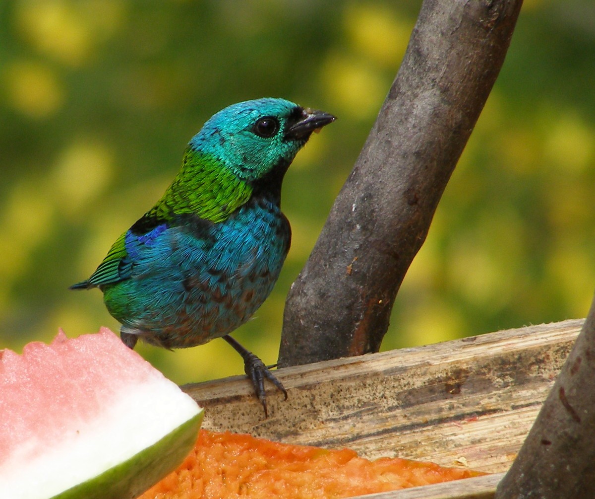 Green-headed Tanager - ML90137201