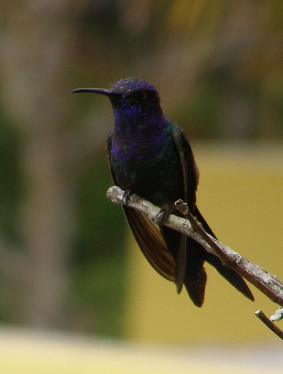 Swallow-tailed Hummingbird - Terry Rosenmeier