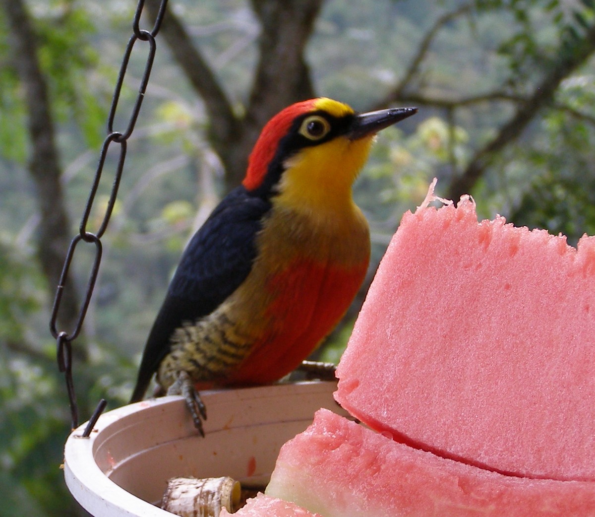Yellow-fronted Woodpecker - ML90137741