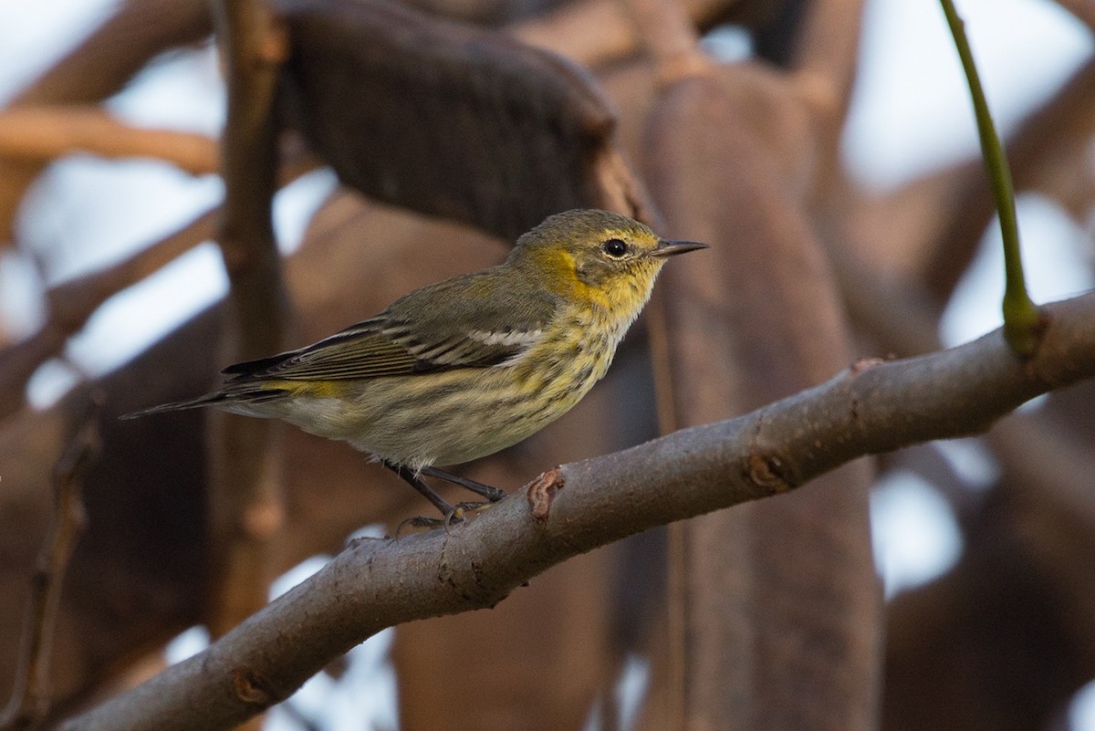 Cape May Warbler - ML90142551