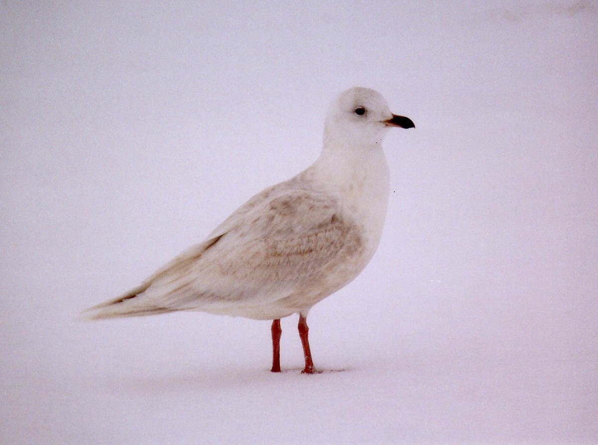 Iceland Gull (kumlieni/glaucoides) - Claude Auchu