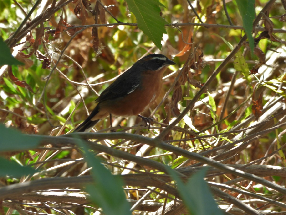 Black-and-rufous Warbling Finch - ML90144741