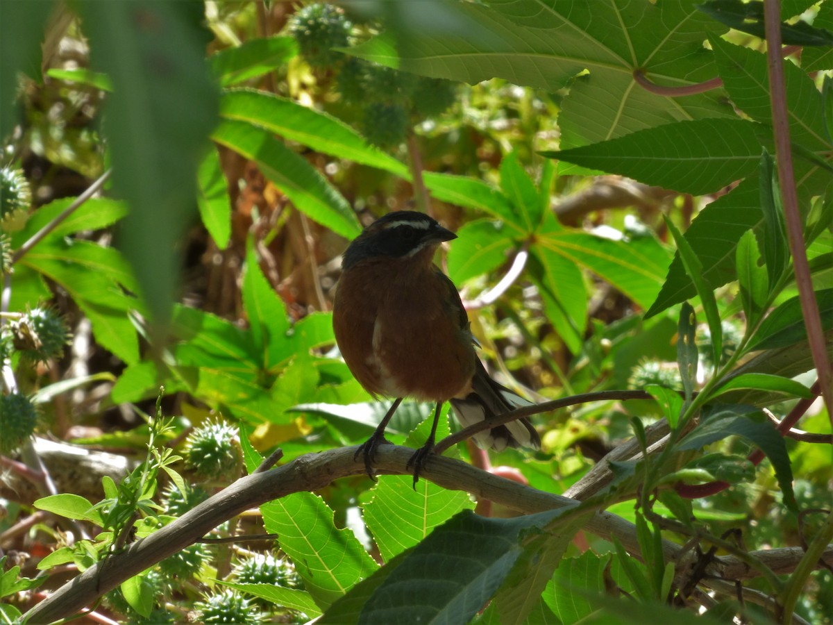 Black-and-rufous Warbling Finch - ML90144781