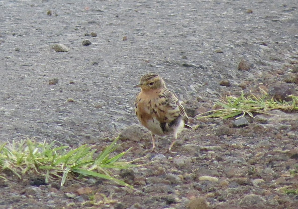 Red-throated Pipit - Karen Halliday