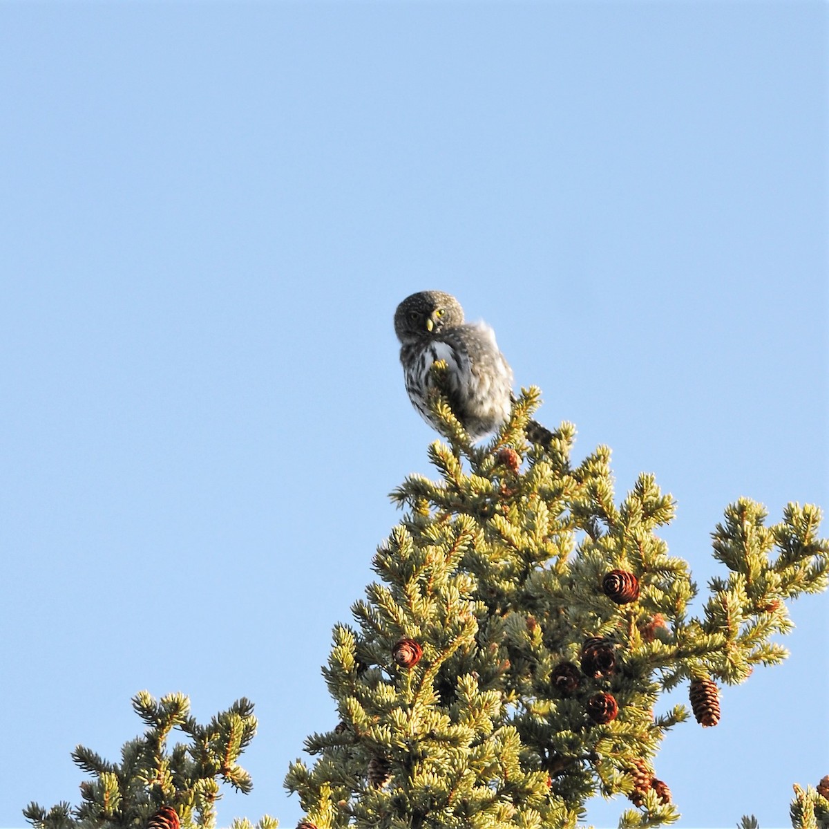 Northern Pygmy-Owl - ML90146851