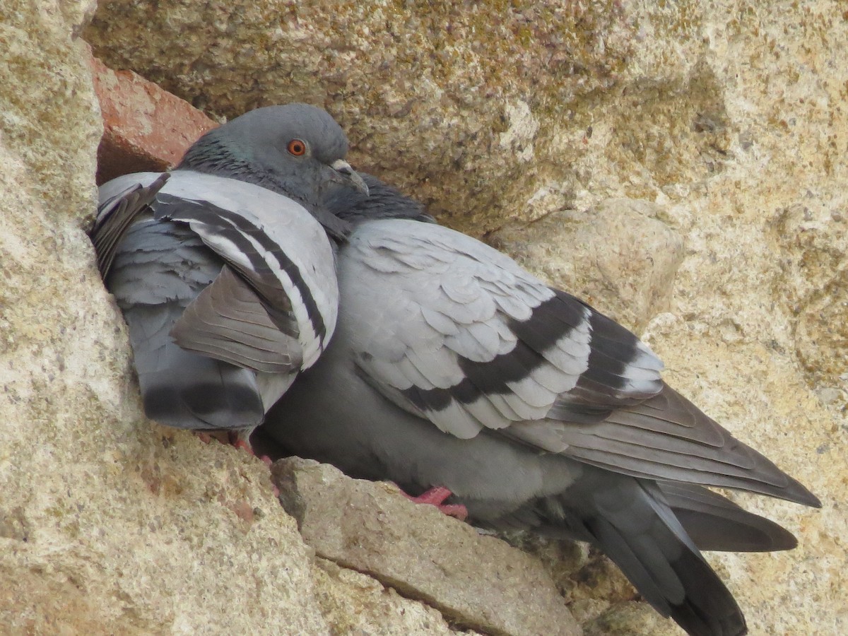 Rock Pigeon (Feral Pigeon) - Jose Vicente Navarro San Andrés