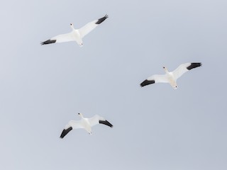 Snow Goose, ML90150691