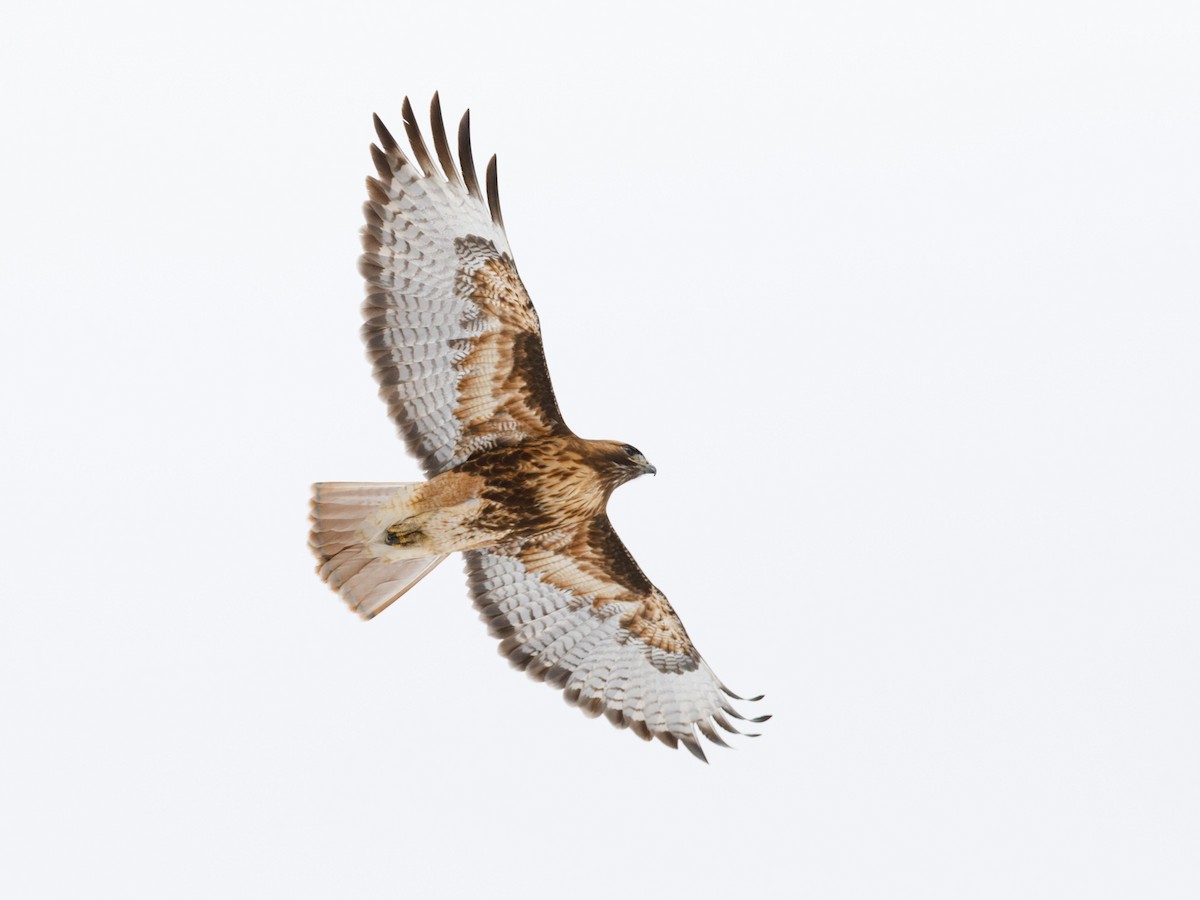 Red-tailed Hawk - ML90150751