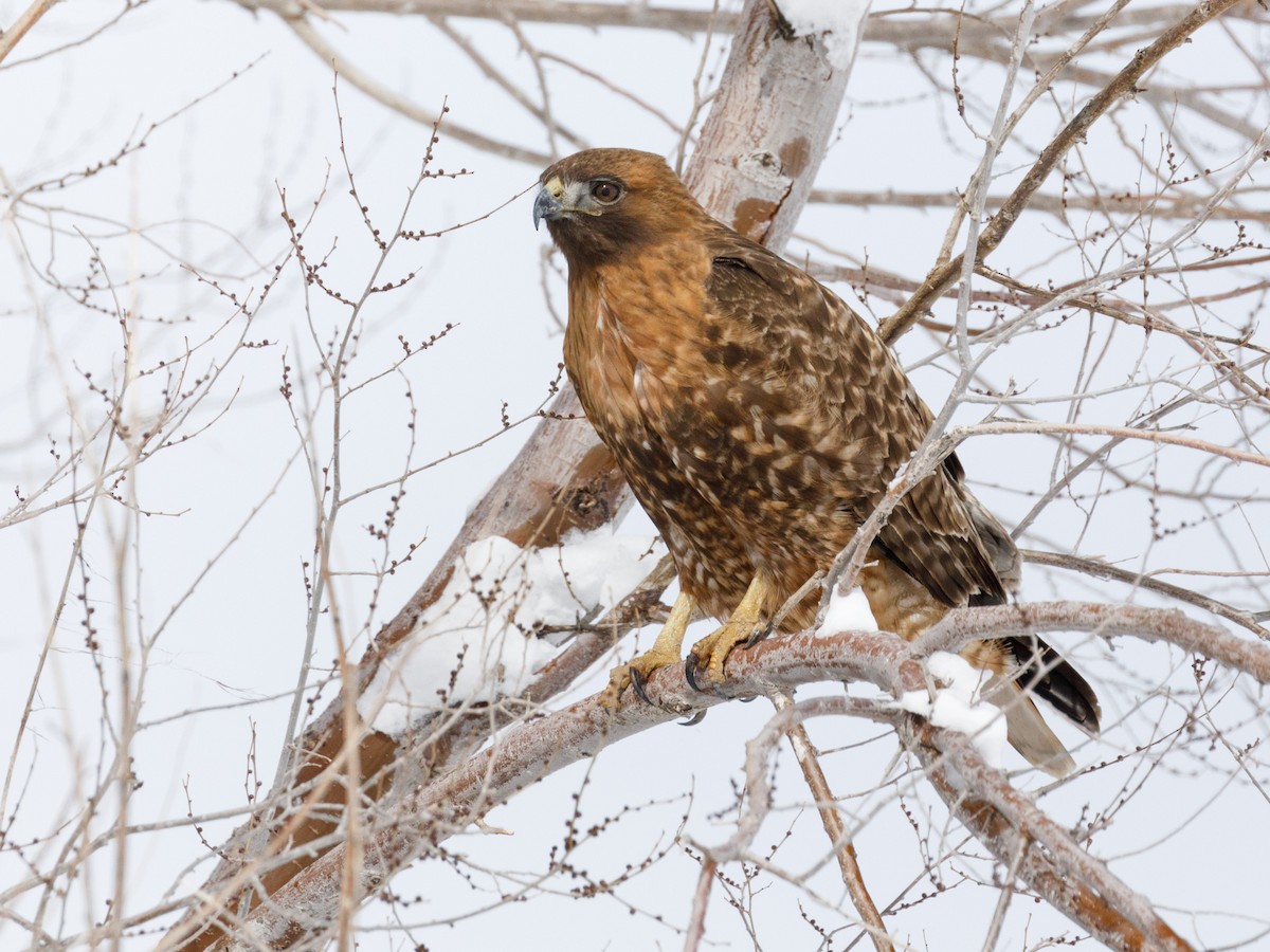 Red-tailed Hawk - ML90150841