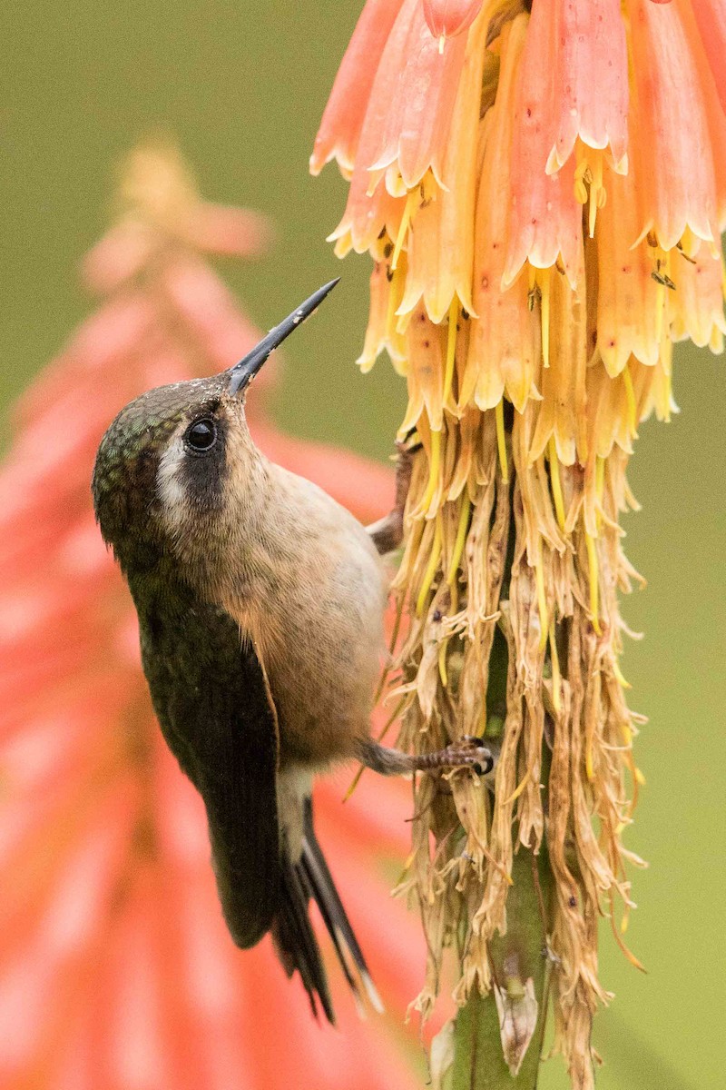 Speckled Hummingbird - Eric VanderWerf