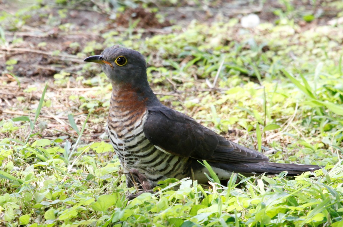 Red-chested Cuckoo - Reinhard Vehring