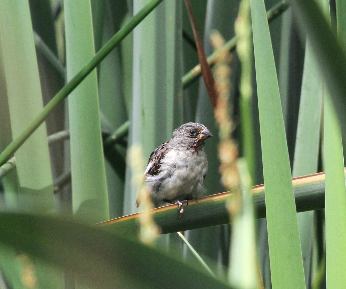 Chestnut-throated Seedeater - ML90156891