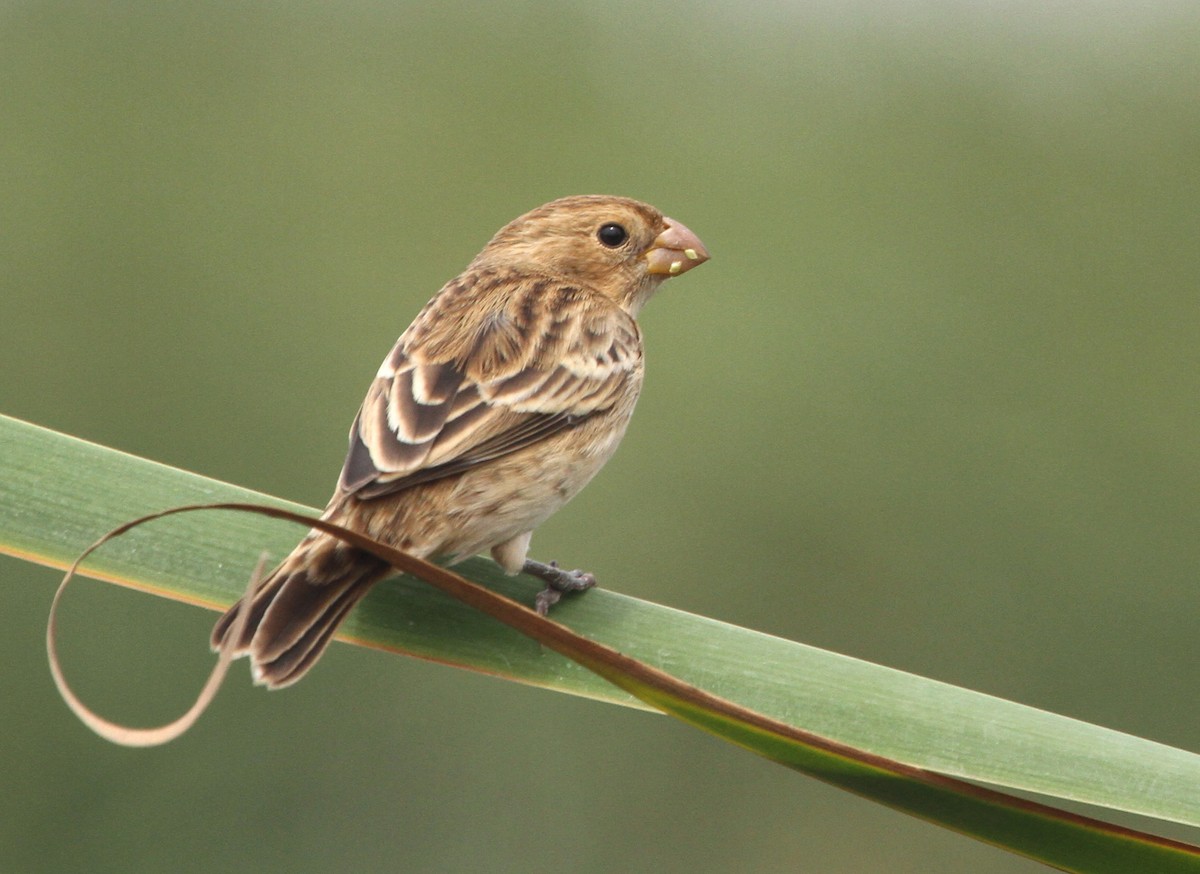 Chestnut-throated Seedeater - ML90156981
