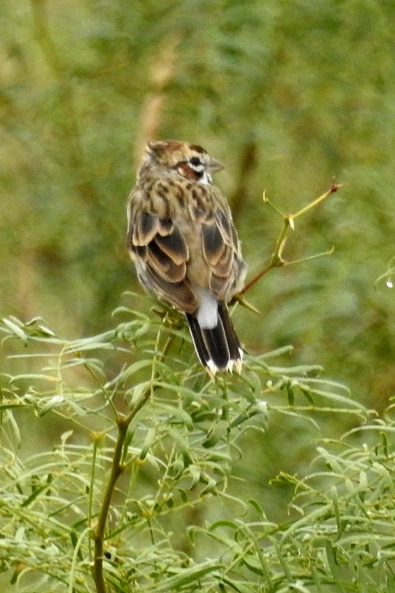 Lark Sparrow - ML90157821